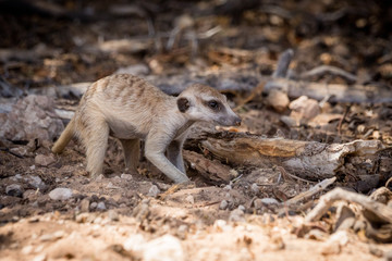 Erdmännchen in der Kalahari auf Futtersuche