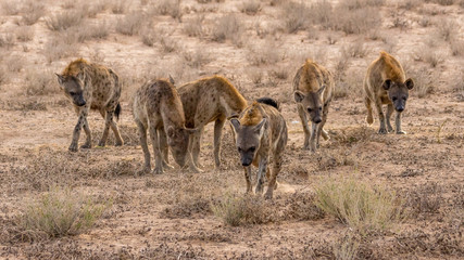 Hyänen-Rudel  in der Kalahari Wüste