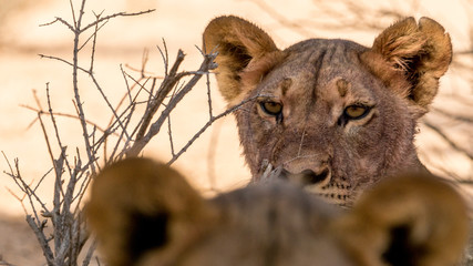 Fototapeta premium Wüstenlöwen in der Kalahari Wüste