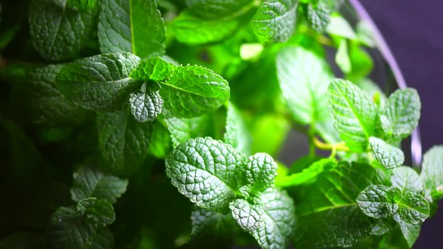 Mint. Fresh mint leaves background closeup. Rotation 360. 4K UHD video footage 3840X2160