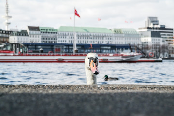 head of a swan coming up behind quay wall at Alster Lake in Hamburg, Germany