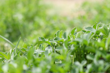 background of bright green clover and grass 