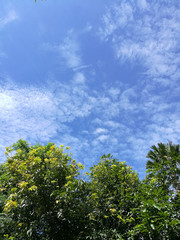 Trees and Sky