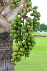 Palm fruit tree Raja Lipstick (Sealing wax , Lipstick , Raja , Maharajah ) ornamental plant in garden on white background