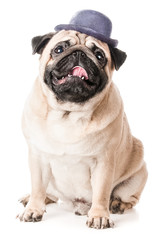 Obraz premium Pug in the hat isolated 