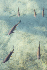 fishes swimming in clear lake water, "Plitvice Lakes" National Park, Croatia