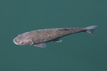 Big carp swimming in clear lake water, "Plitvice Lakes" National Park, Croatia