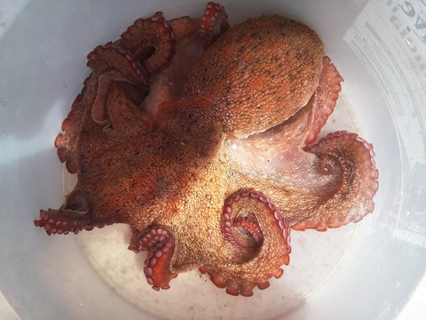 octopus vulgaris