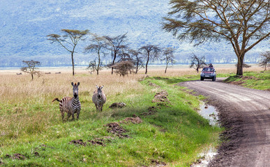 Zebras in the Lake Nakuru National Park - Kenya, Eastern Africa - 153066763
