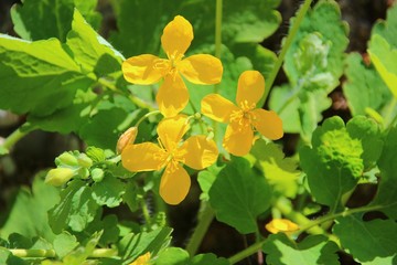 Blühendes Schöllkraut, Chelidonium majus