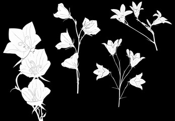 white campanula flowers collection isolated on black
