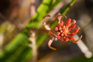 Beauty floral background