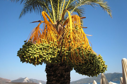 Palm tree with fruits