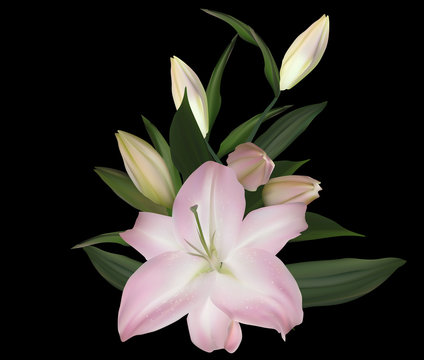 isolated light pink lily bloom and five buds on black