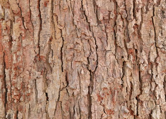 tree bark texture pattern. wood rind for background