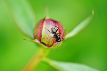 Ants on a pink peony flower bud 