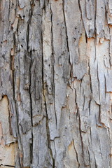 tree bark texture pattern. wood rind for background