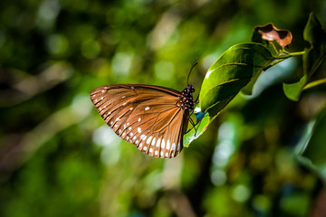 Brown Butterfly