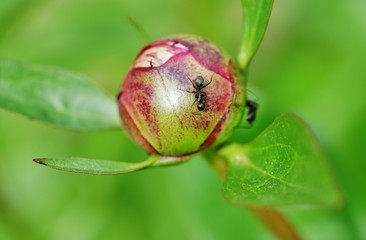 Ants on a pink peony flower bud 