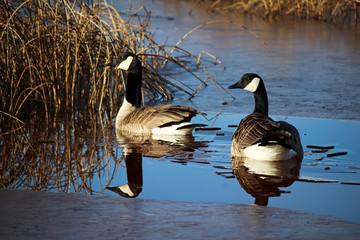 A pair of Canadian Geese back from migration in the spring
