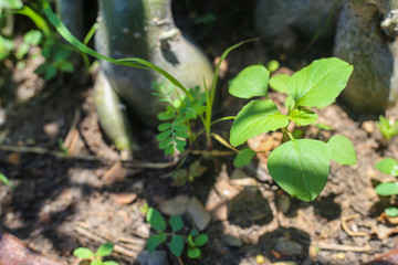 plant