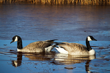 A nesting pair of Canadian Geese
