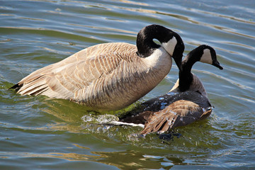 A pair of Canadian Geese mating
