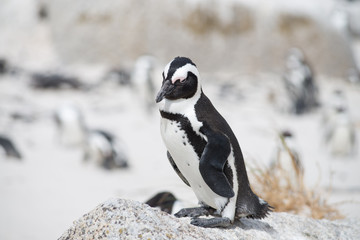 African penguin on the beach