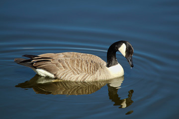 A Canada Goose swimming on calm water with a reflection