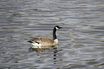 A Canada Goose swimming on a greyish colored water