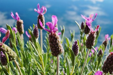 Fragrant purple French lavender flowers with a bow on top © eqroy
