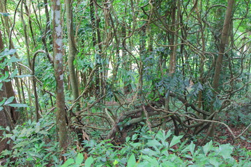 forest trees  cluttered beautiful in nature
