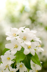 Obraz na płótnie Canvas Branch of Apple blossoms