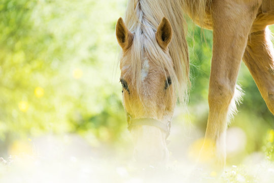 cheval pr&eacute; &eacute;t&eacute; lumi&egrave;re reflet manger herbe fleur brouter passion &eacute;curie