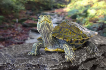 Red-eared slider close-up