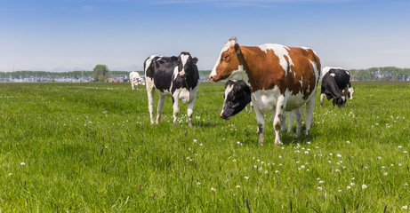 Panorama of Dutch Holstein cows