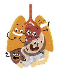 Organos internos, aparato respiratorio y digestivo, anatomia