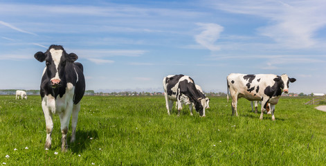 Panorama of Dutch Holstein cows