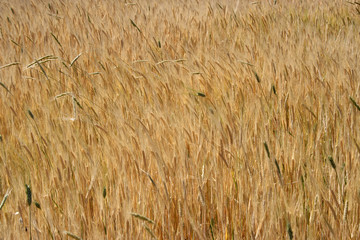Wheat Field 
