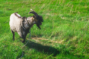 Obraz premium The goat grazes on a green meadow