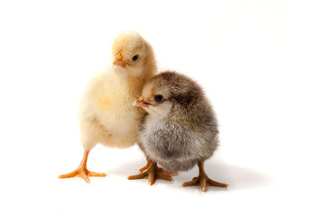two little chicken isolated on white background