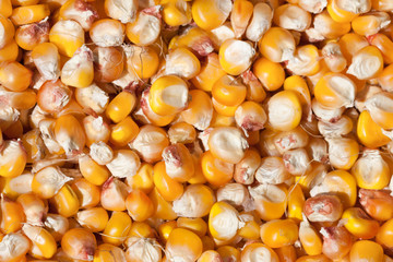 Dried corn as a background. Top view