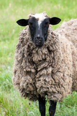 one sheep graze on the green grass. Close-up