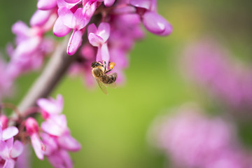 Bee gathers honey from purple flowers on the tree in springtime