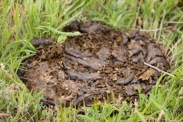 fresh cow shit on the green grass
