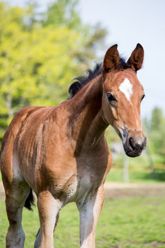 Portrat of cute small foal in summer pasture