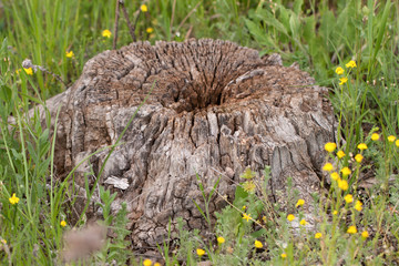 Old stump of tree on the green grass background