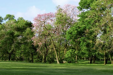 Pink trumpet flowers in the park