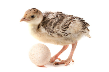 Chicken turkey with egg isolated on a white background