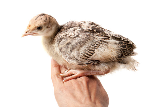 Chicken Turkey Sitting On A Handisolated On A White Background